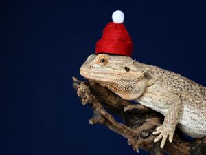 Preview wallpaper chameleon, lizard, hat, funny, reptile, new year, christmas