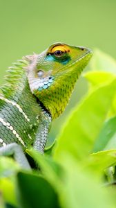 Preview wallpaper chameleon, lizard, leaves, green