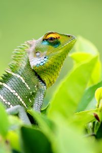 Preview wallpaper chameleon, lizard, leaves, green