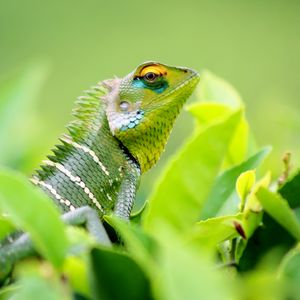 Preview wallpaper chameleon, lizard, leaves, green