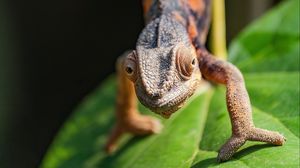 Preview wallpaper chameleon, lizard, macro, wildlife, brown