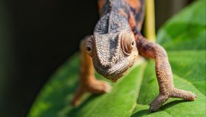 Preview wallpaper chameleon, lizard, macro, wildlife, brown