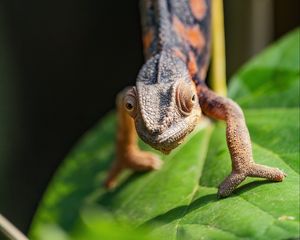 Preview wallpaper chameleon, lizard, macro, wildlife, brown