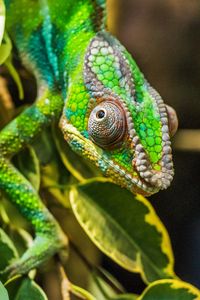 Preview wallpaper chameleon, lizard, reptile