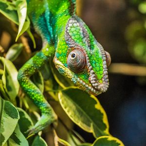 Preview wallpaper chameleon, lizard, reptile
