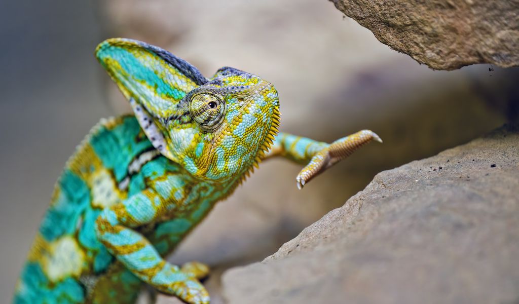 1024x600 Wallpaper chameleon, lizard, reptile, turquoise