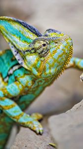Preview wallpaper chameleon, lizard, reptile, turquoise