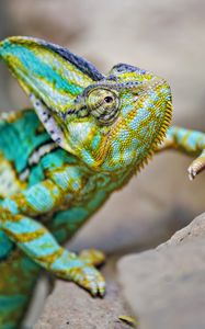 Preview wallpaper chameleon, lizard, reptile, turquoise