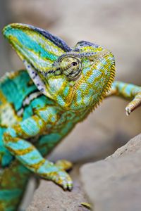 Preview wallpaper chameleon, lizard, reptile, turquoise