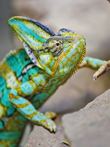 Preview wallpaper chameleon, lizard, reptile, turquoise