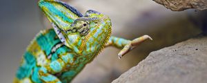 Preview wallpaper chameleon, lizard, reptile, turquoise