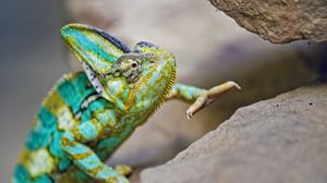 Preview wallpaper chameleon, lizard, reptile, turquoise