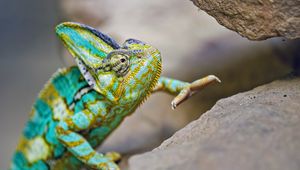 Preview wallpaper chameleon, lizard, reptile, turquoise