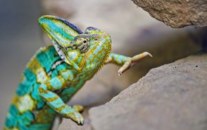 Preview wallpaper chameleon, lizard, reptile, turquoise