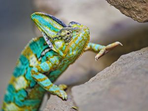 Preview wallpaper chameleon, lizard, reptile, turquoise