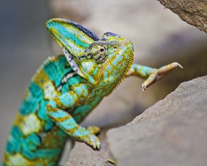 Preview wallpaper chameleon, lizard, reptile, turquoise