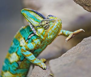 Preview wallpaper chameleon, lizard, reptile, turquoise