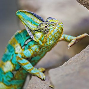 Preview wallpaper chameleon, lizard, reptile, turquoise