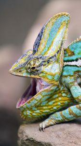 Preview wallpaper chameleon, lizard, reptile, pattern, turquoise
