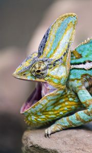 Preview wallpaper chameleon, lizard, reptile, pattern, turquoise