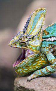 Preview wallpaper chameleon, lizard, reptile, pattern, turquoise