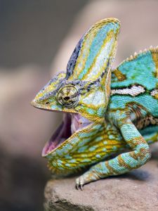 Preview wallpaper chameleon, lizard, reptile, pattern, turquoise