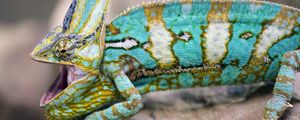Preview wallpaper chameleon, lizard, reptile, pattern, turquoise