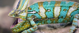 Preview wallpaper chameleon, lizard, reptile, pattern, turquoise