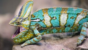 Preview wallpaper chameleon, lizard, reptile, pattern, turquoise