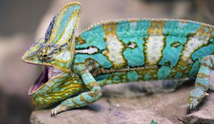 Preview wallpaper chameleon, lizard, reptile, pattern, turquoise