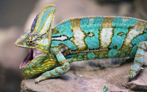 Preview wallpaper chameleon, lizard, reptile, pattern, turquoise