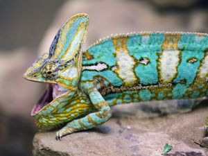 Preview wallpaper chameleon, lizard, reptile, pattern, turquoise