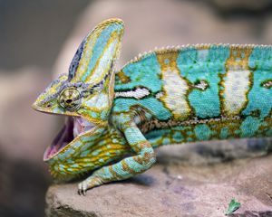 Preview wallpaper chameleon, lizard, reptile, pattern, turquoise