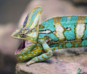 Preview wallpaper chameleon, lizard, reptile, pattern, turquoise