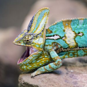 Preview wallpaper chameleon, lizard, reptile, pattern, turquoise