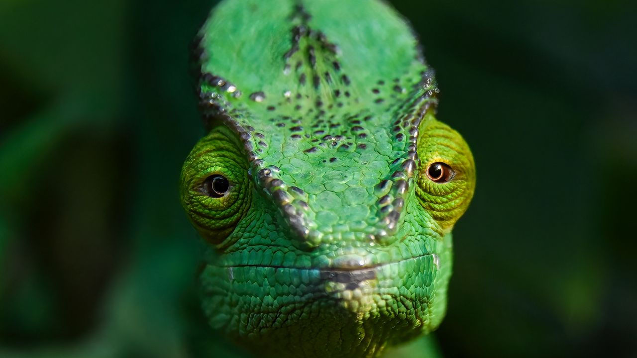Wallpaper chameleon, lizard, reptile, green, blur