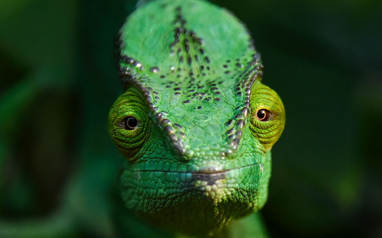 1280x800 Wallpaper chameleon, lizard, reptile, green, blur