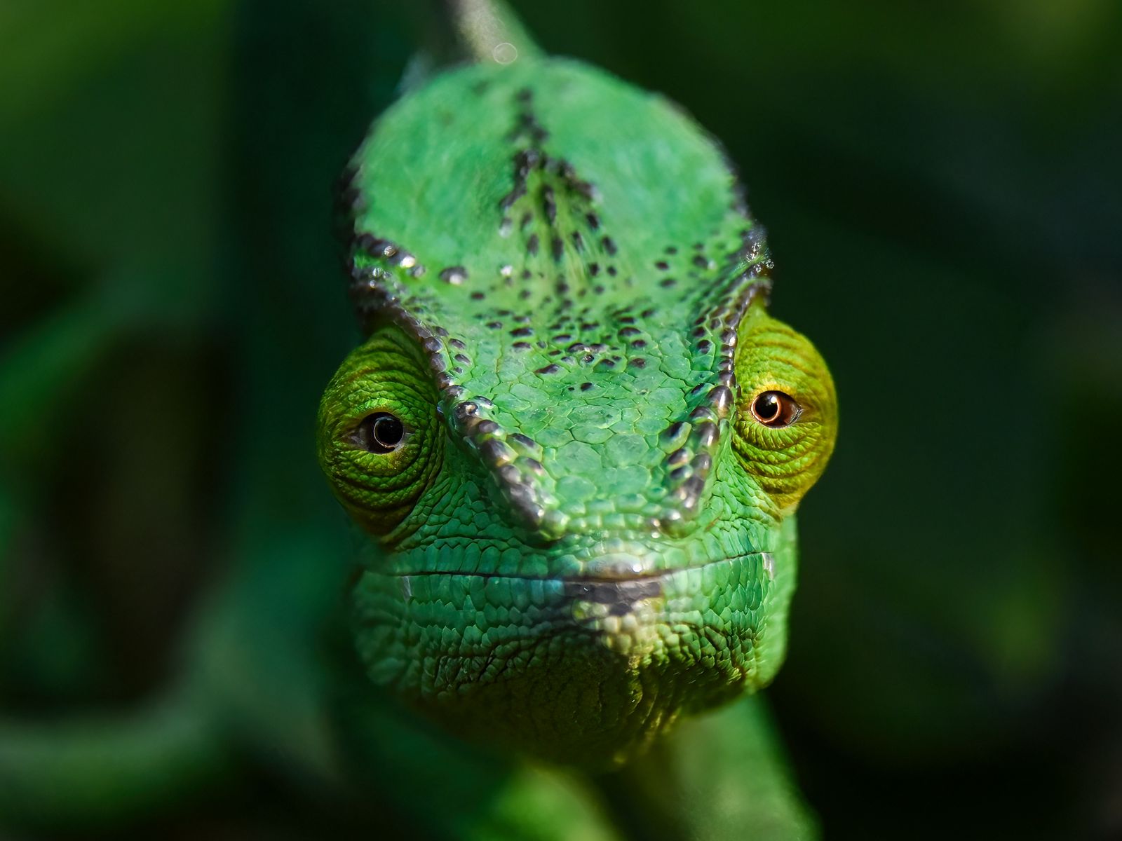 1600x1200 Wallpaper chameleon, lizard, reptile, green, blur