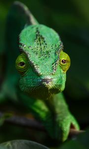 Preview wallpaper chameleon, lizard, reptile, green, blur