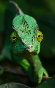 Preview wallpaper chameleon, lizard, reptile, green, blur