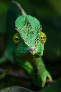 Preview wallpaper chameleon, lizard, reptile, green, blur