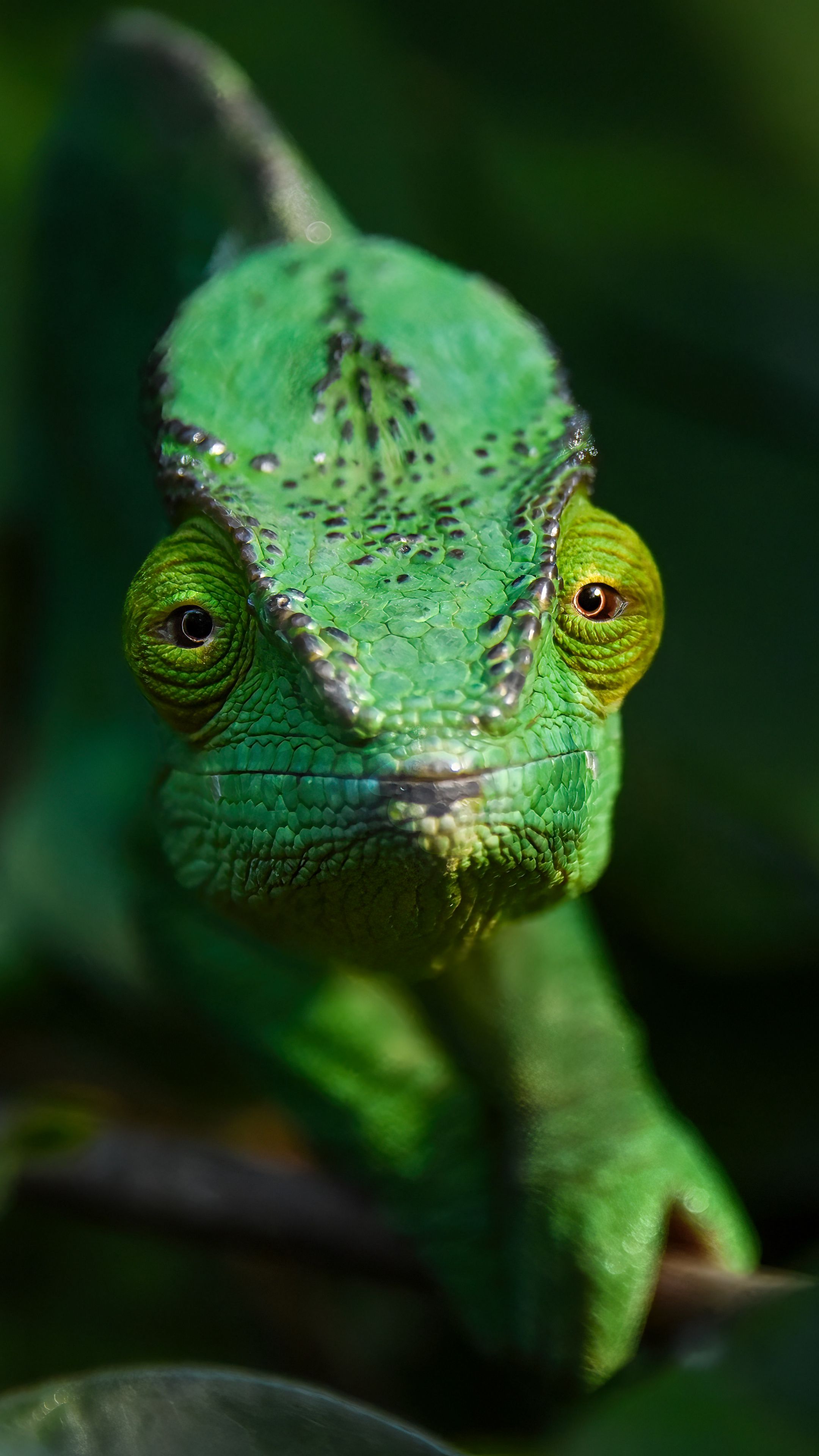2160x3840 Wallpaper chameleon, lizard, reptile, green, blur