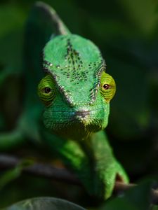 Preview wallpaper chameleon, lizard, reptile, green, blur