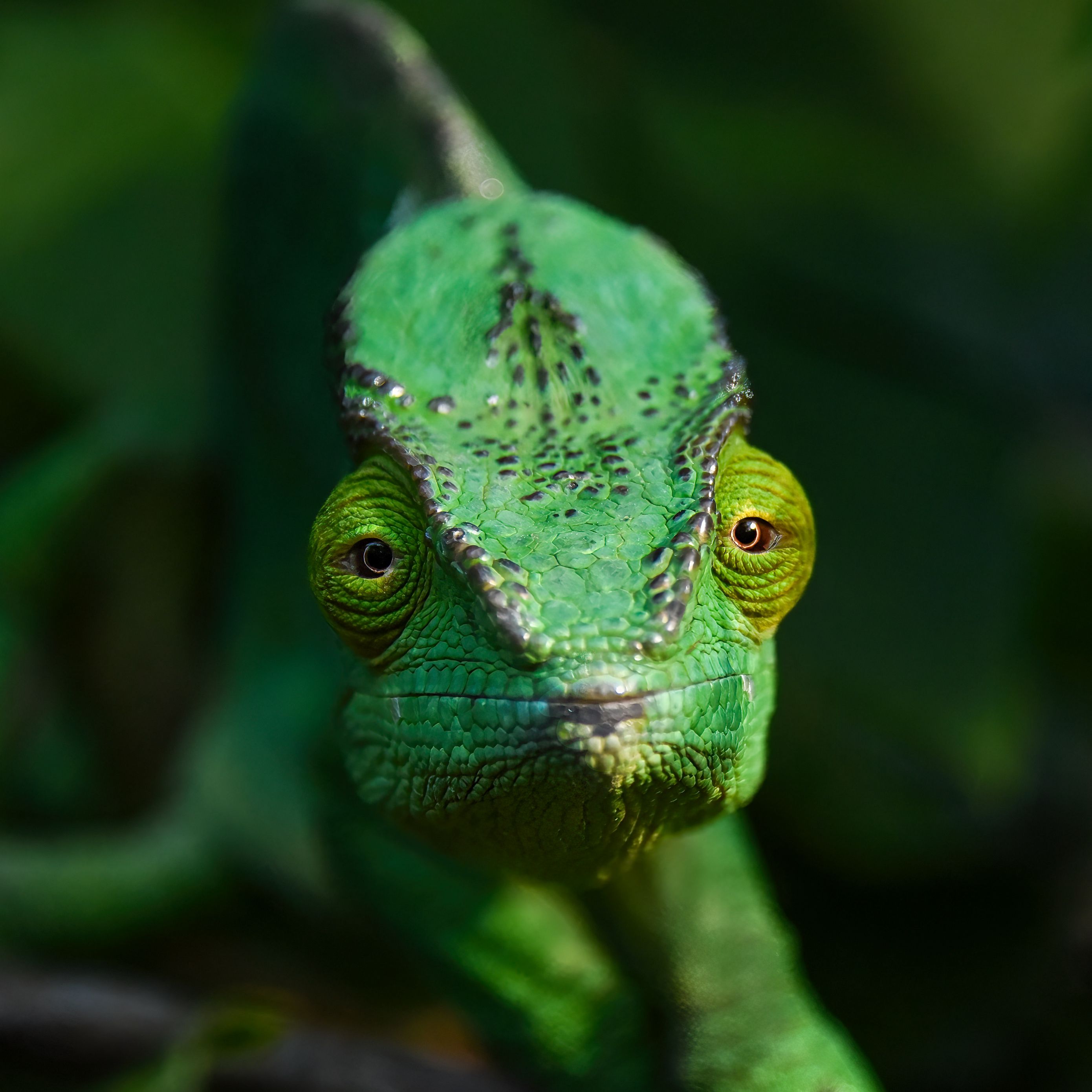2780x2780 Wallpaper chameleon, lizard, reptile, green, blur