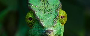 Preview wallpaper chameleon, lizard, reptile, green, blur