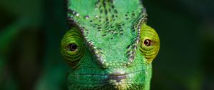 Preview wallpaper chameleon, lizard, reptile, green, blur