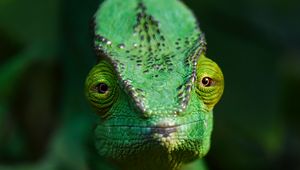 Preview wallpaper chameleon, lizard, reptile, green, blur