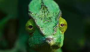 Preview wallpaper chameleon, lizard, reptile, green, blur