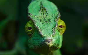 Preview wallpaper chameleon, lizard, reptile, green, blur
