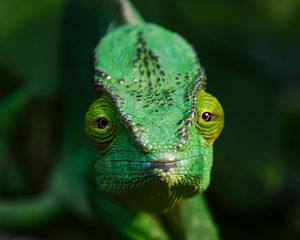 Preview wallpaper chameleon, lizard, reptile, green, blur